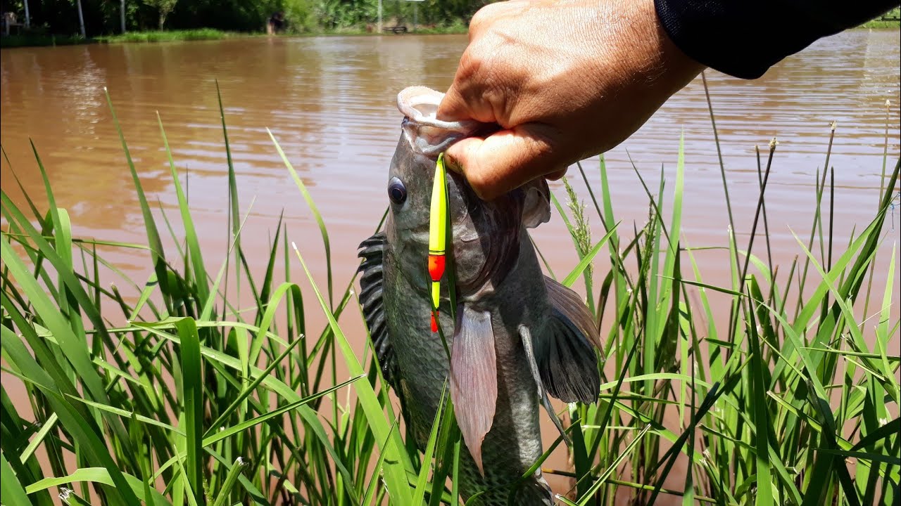 Pescaria de Tilápias com boia Caneta! PEGA MUITO.
