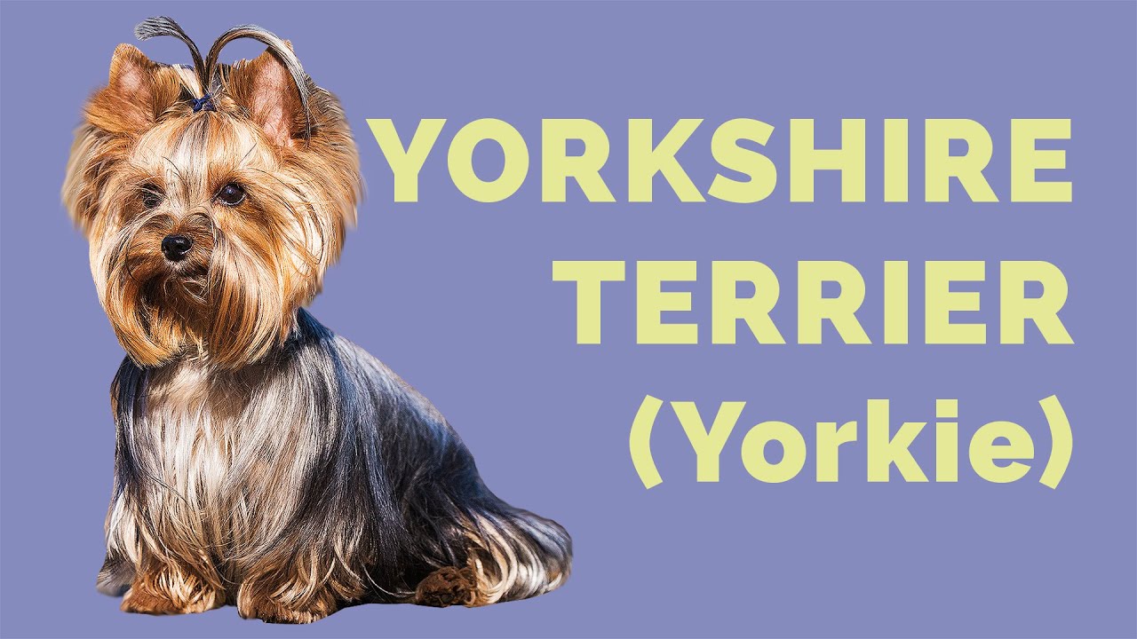 Perro YORKSHIRE TERRIER (Yorkie): CARACTERÍSTICAS de la raza, CUIDADOS e historia