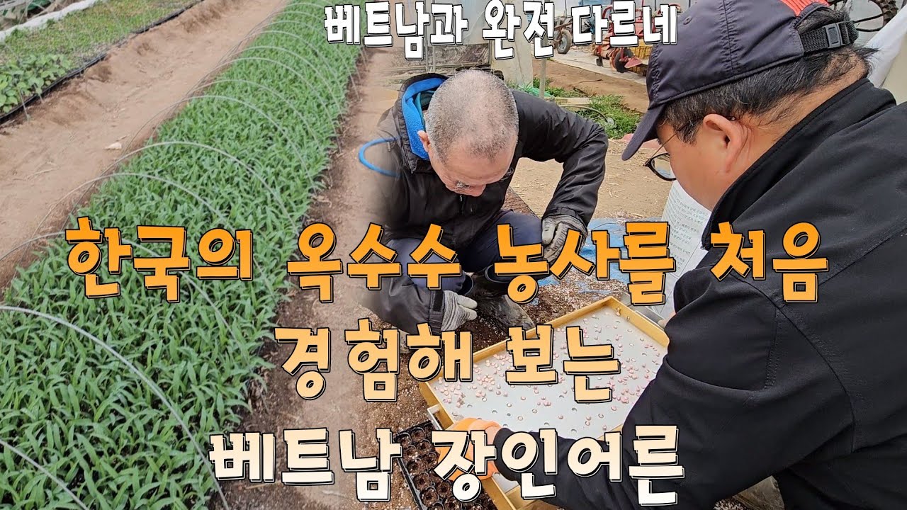 한국의 옥수수 농사를 처음 경험해 보는 베트남 장인어른