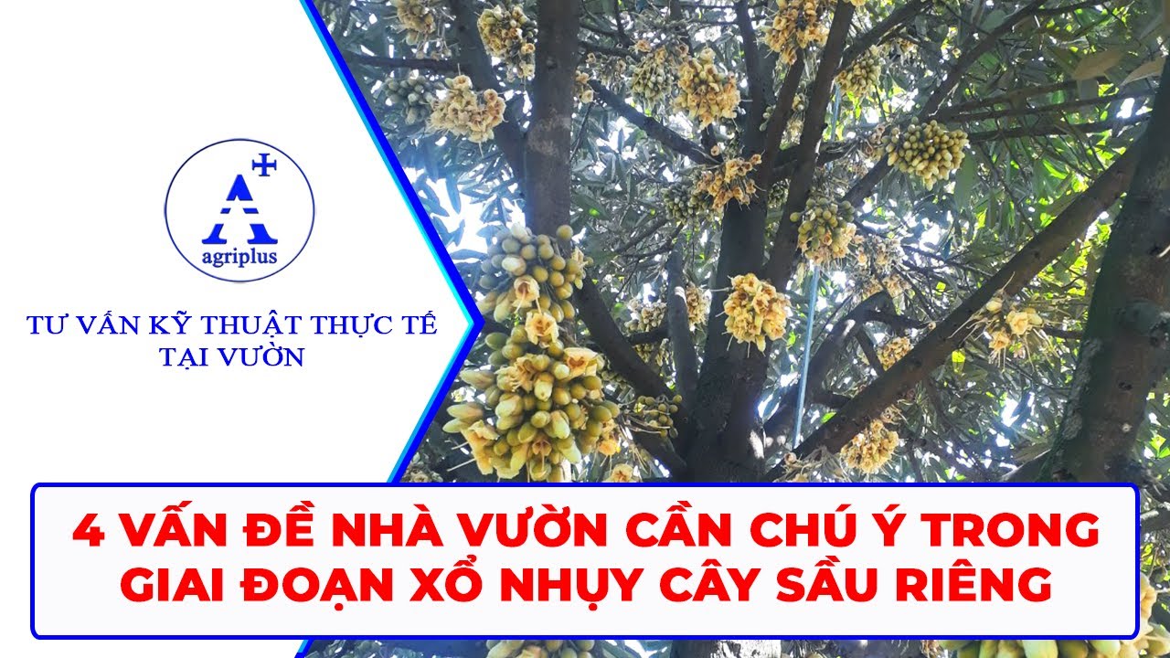 4 vấn đề nhà vườn cần chú ý trong giai đoạn xổ nhuỵ cây sầu riêng