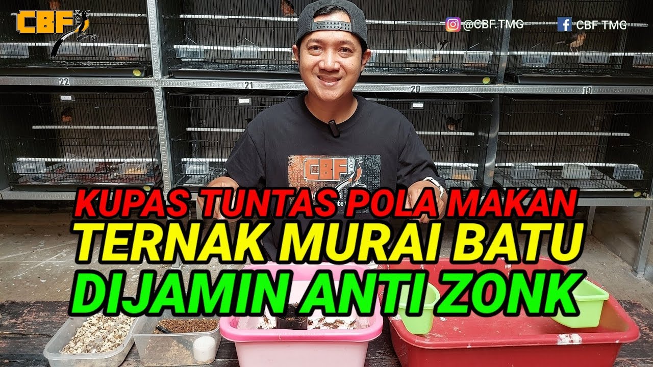 KUPAS TUNTAS POLA MAKAN TERNAK MURAI BATU DIJAMIN ANTI ZONK