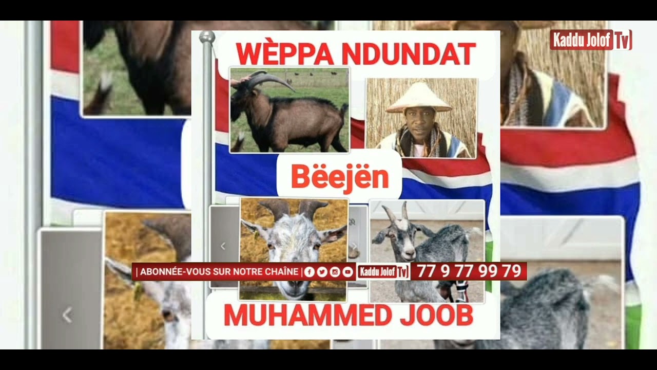 WÉPPA NUNDAT : bëejën[ cornes] avec mouhamad joop Farafégné. #Gambie #Sénégal