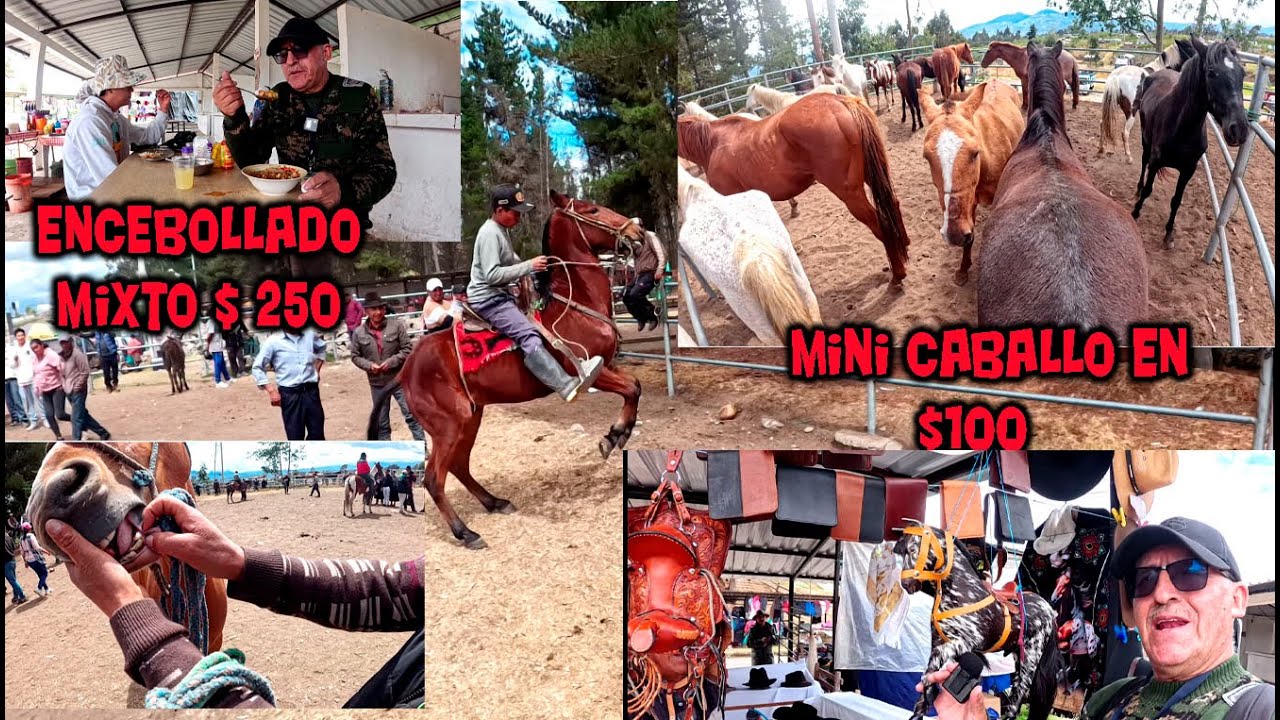 FERIA  DE CABALLOS BURROS MULAS  EN AMBATO   PROBANDO  EL MEJOR  ENCEBOLLADO MIXTO