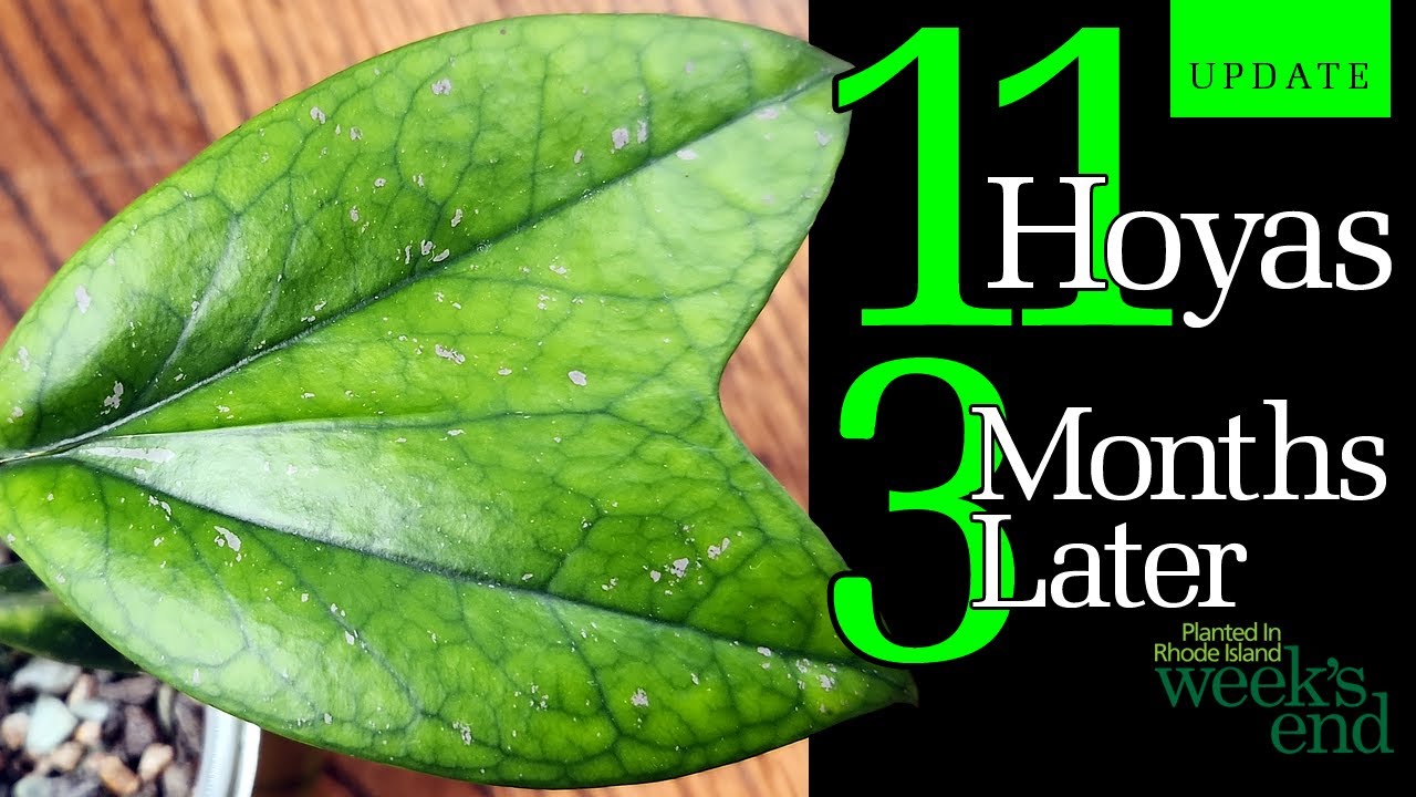 11 HOYAS 3 MONTHS LATER - Checking in with Hoya carnosa compacta, Hoya lobbii, Hoya occultata & more