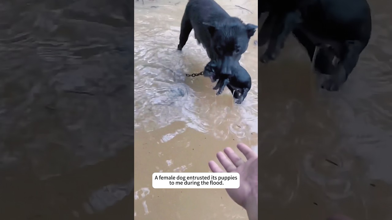 Rescued a puppy trapped in the floodwaters #rescue #animals #lovestory #cute #love