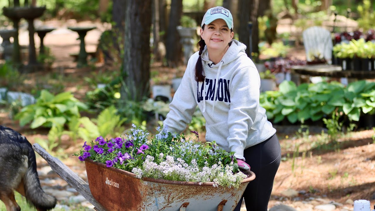 Colorful Full Sun Plants in the Wheelbarrow | Gardening with Creekside