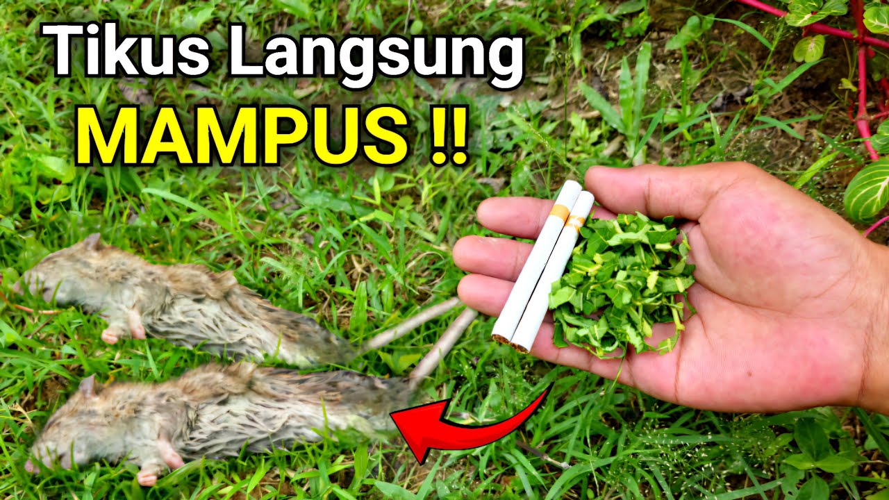 Cukup pakai Bahan ini, RUMAH BEBAS TIKUS selamanya‼️