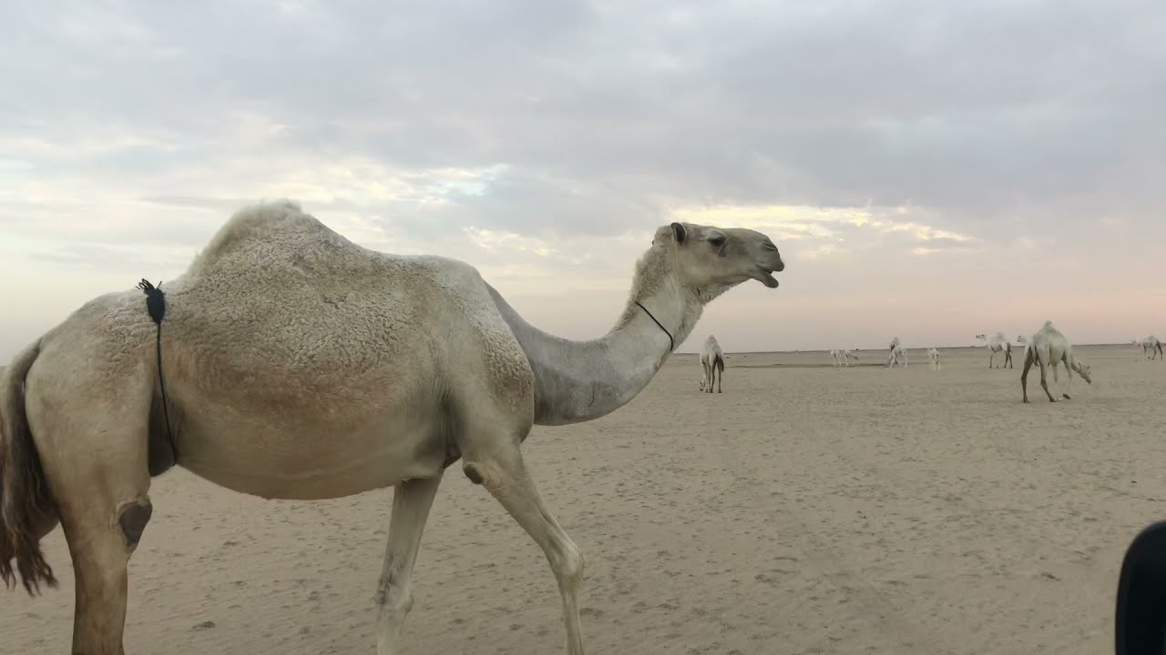 ذودي مغاتير