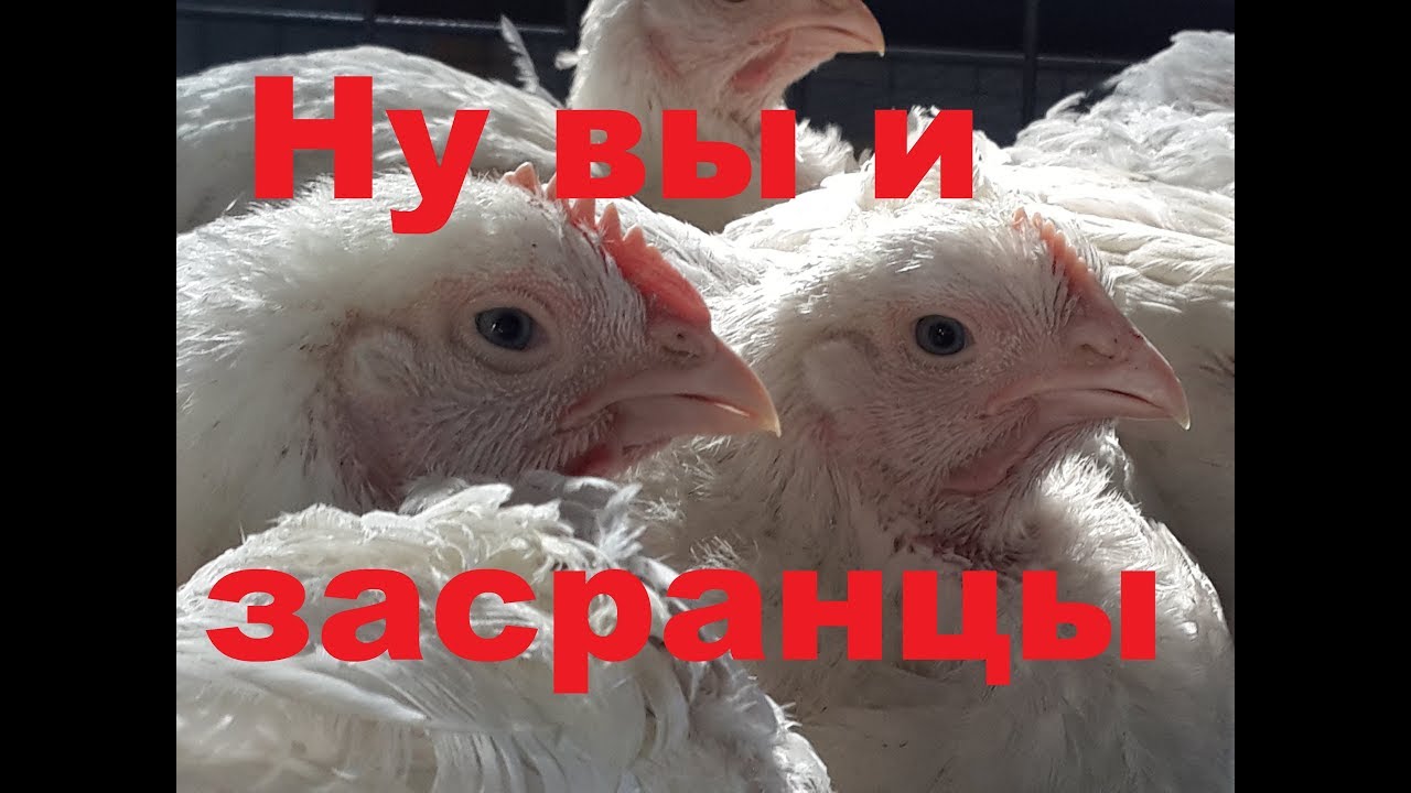 Сколько помёта от бройлеров в сутки