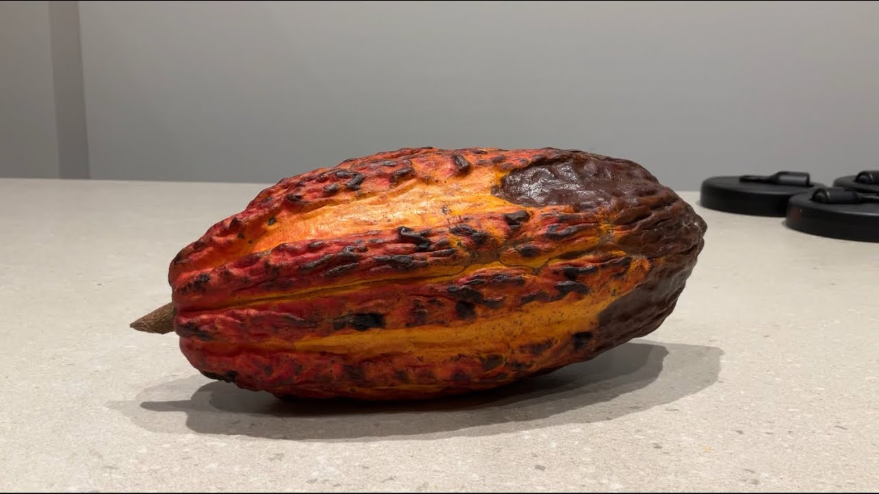 EL CACAO !! 🍫