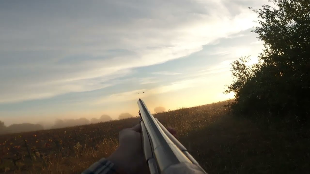 CHASSE DU PETIT GIBIER : GRIVES, FAISANS...