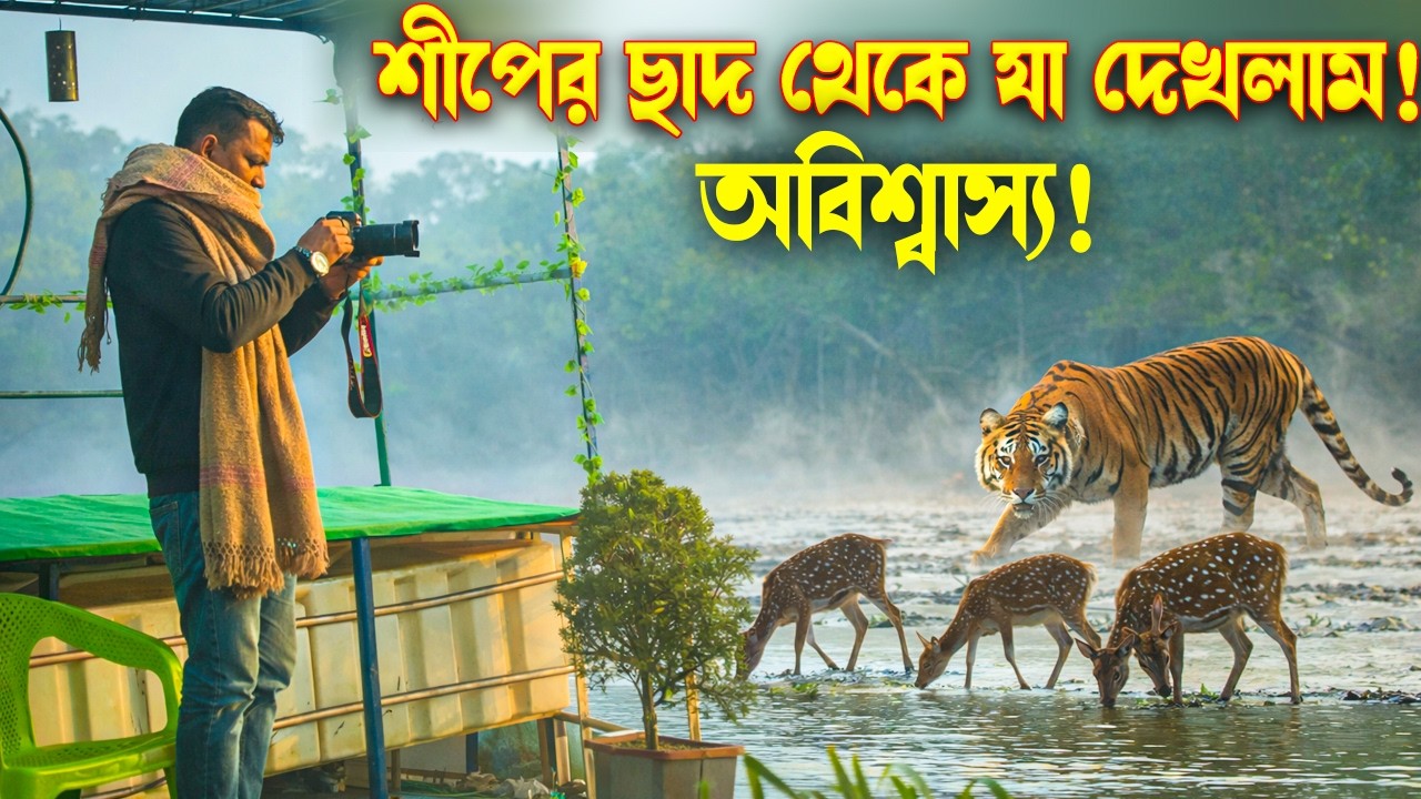 শীপের ডেকে বসেই সুন্দরবনের আসল সৌন্দর্য! সত্যিই কি এত কিছু দেখা যায়?অভিজ্ঞতা অবিশ্বাস্য!
