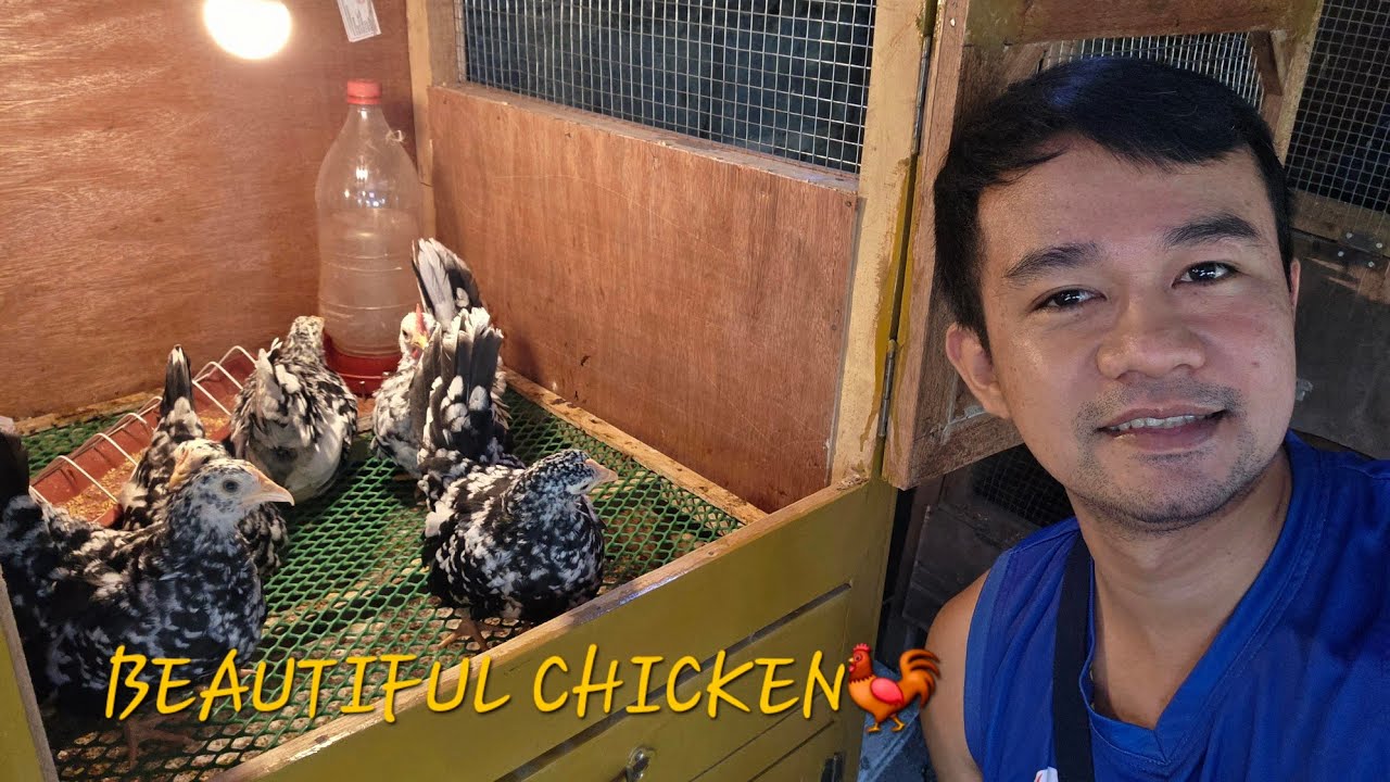 RESULTA SA ATING PINAGAWA NA CABINET TYPE (Thai) CHICKEN CAGE | FANCY CHICKENS