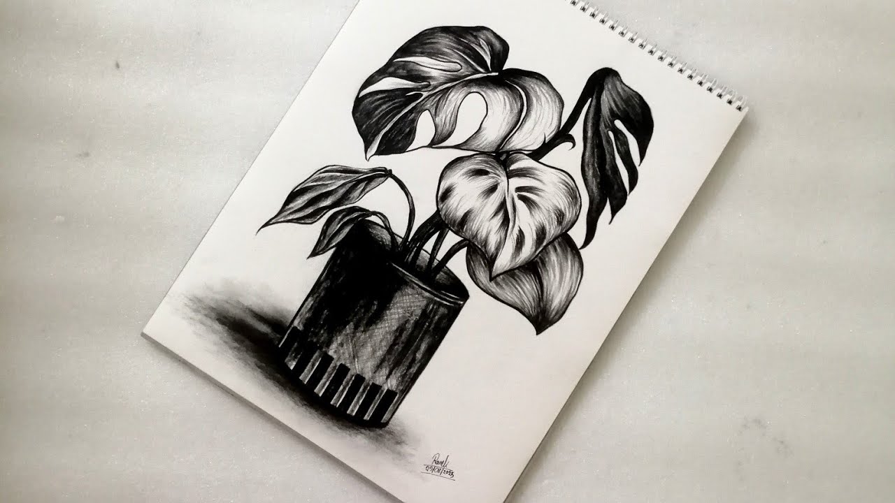 How to draw a Monstera plant step by step ।। Realistic Potted plant drawing ।। Still life drawing
