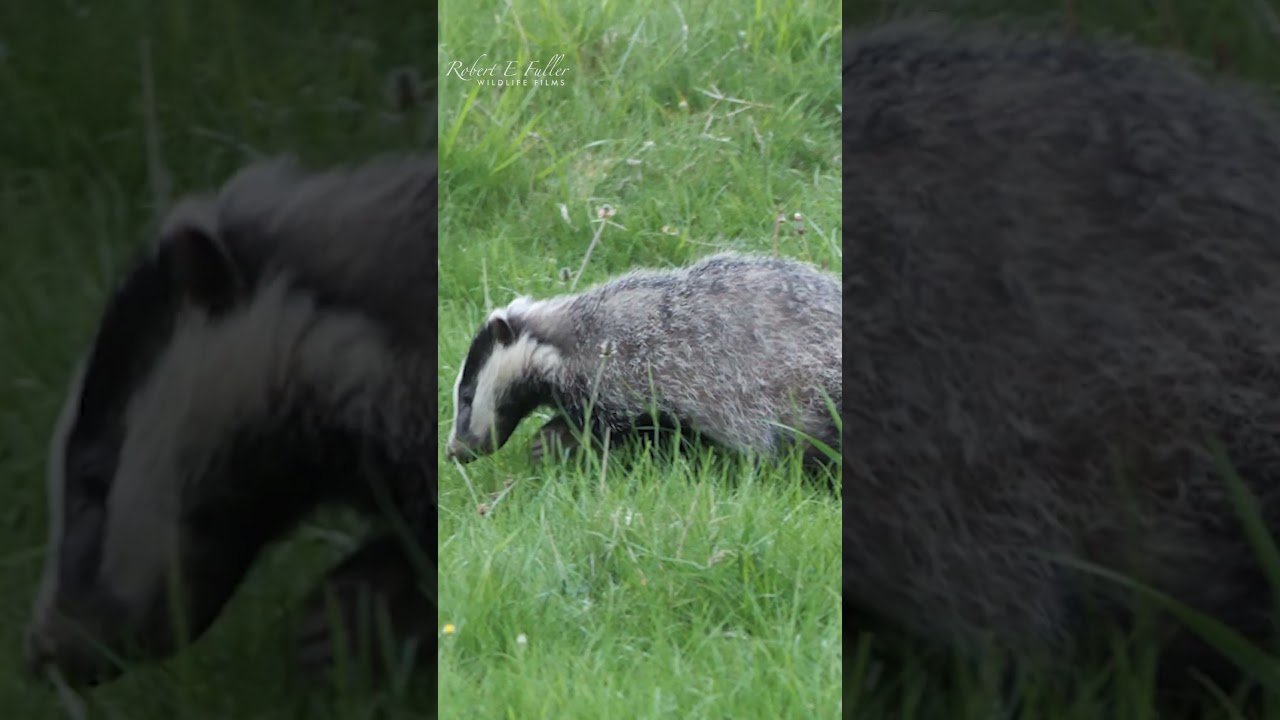 Ser gr&aelig;vlinger i naturen 🦡