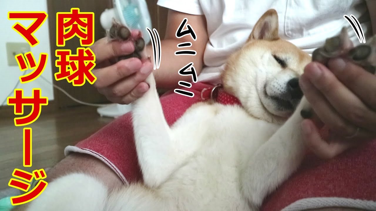 柴犬小春　【ムニムニ脱力系】足裏クリームで肉球マッサージにメロメロ^^