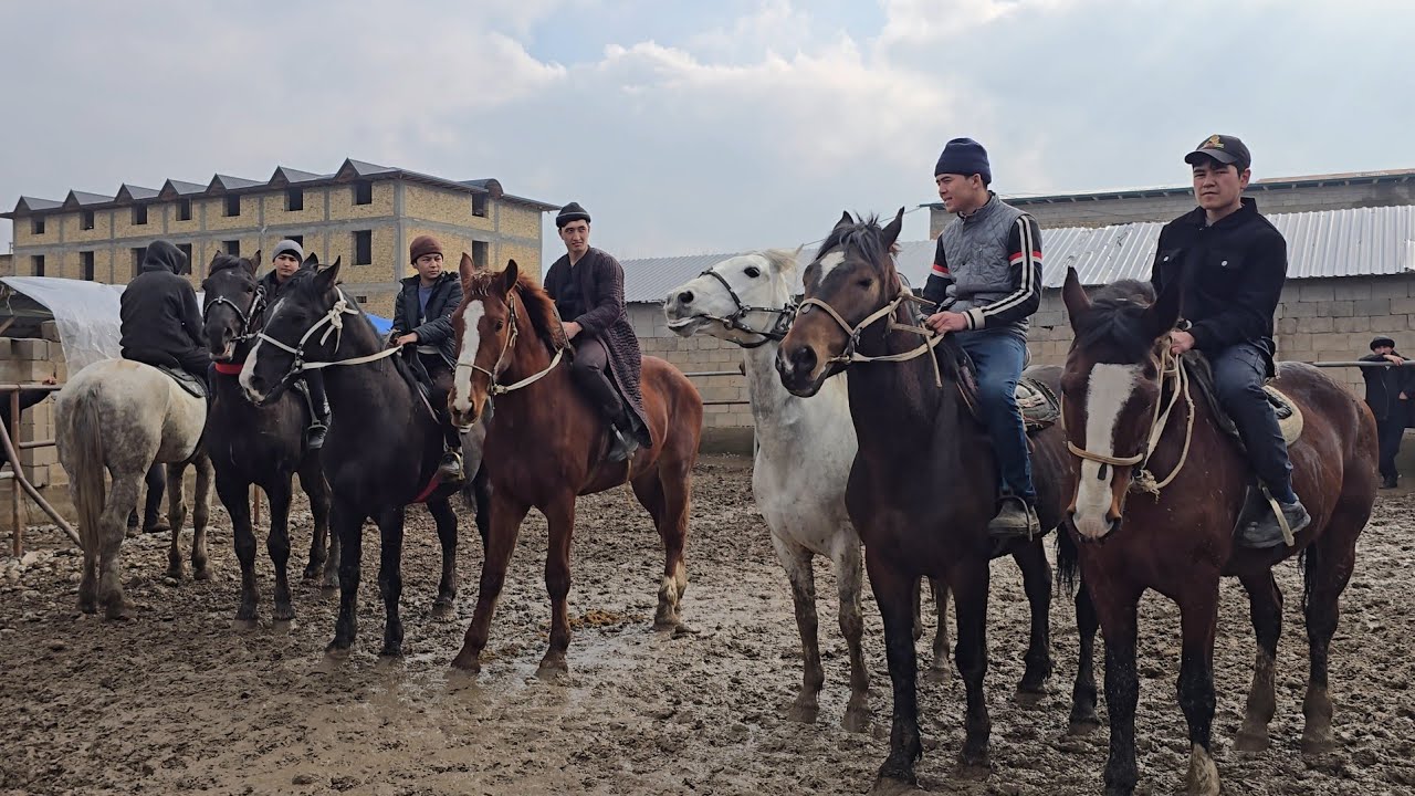 14 февраля 2026 г. БЕКАБОД ОТ БОЗОРИ...#horse #shayxrahmatullohtermiziy 