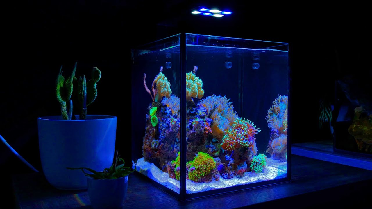 Nano Reef Tank Update Month Seven (No Skimmer)