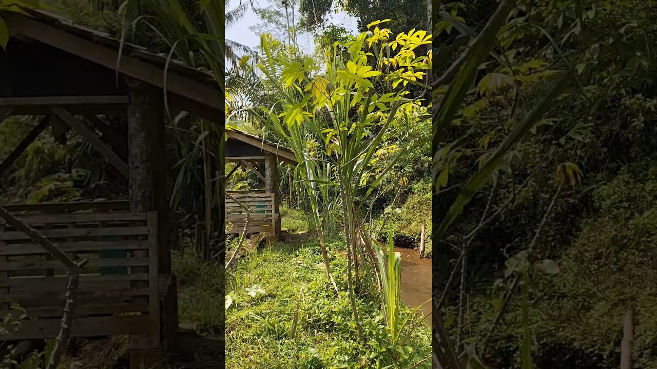 #suasanapedesaan #pesawahan #kampungsunda #shortvideo