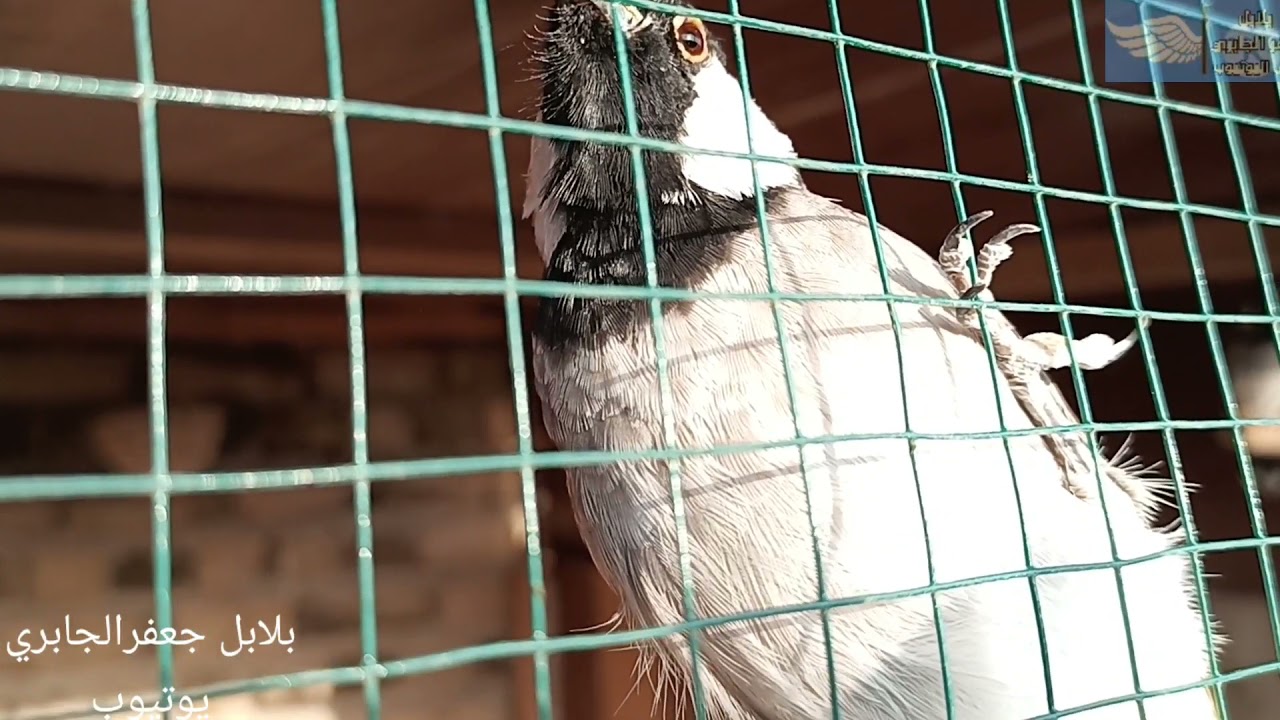التشريعه او طق الجنح والبرواز والنشاط لل بلابل حاله وراثيه تختلف من طير لاخر اقره الوصف
