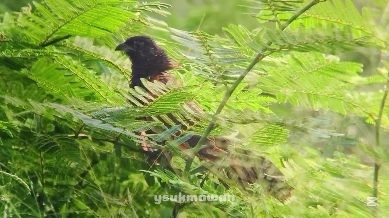 Phonescoping Bubut Alang-alang