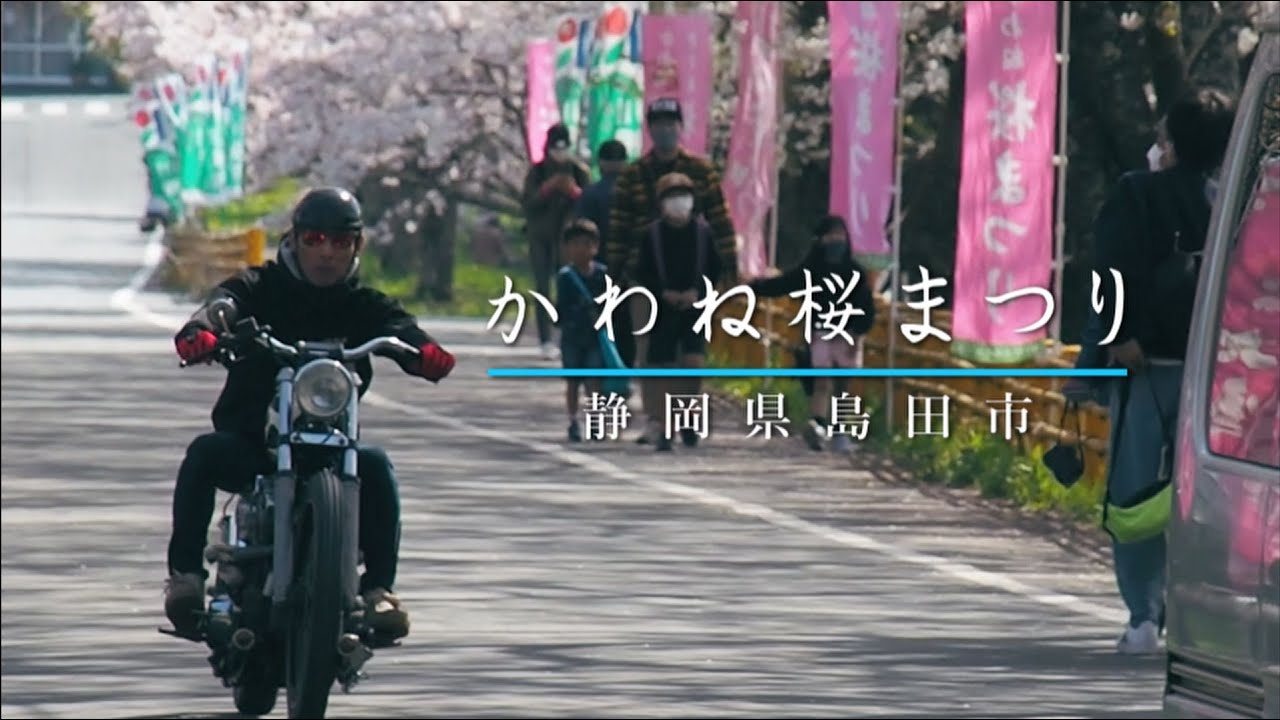 春の川根町でキャンプと桜まつりを満喫するハーレーおじさん達