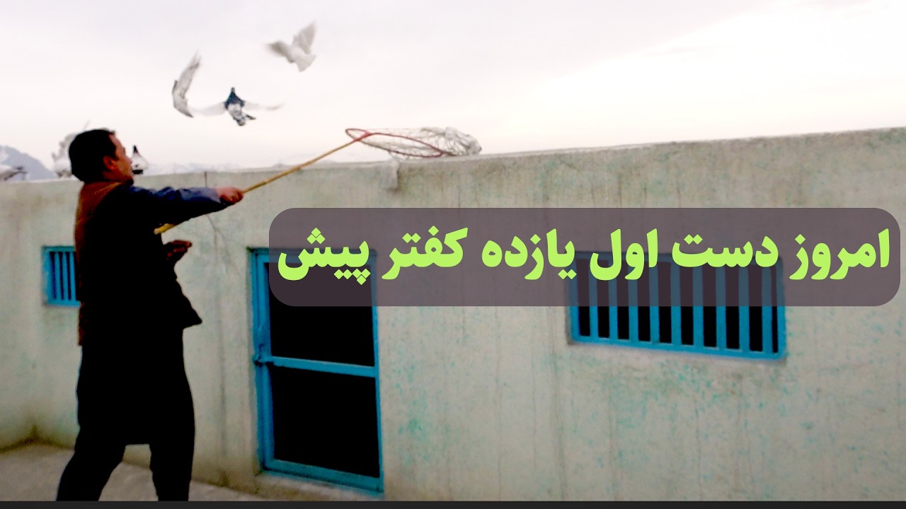 0448امروز دست اول یازده کفتر پیش /Afghan Shawqi