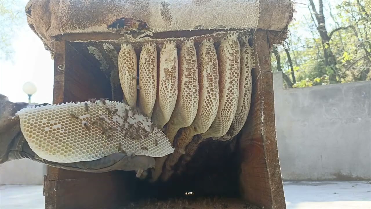 Purely White Honey Harvesting from A Cerana bees Box Great Work of Honey Bees