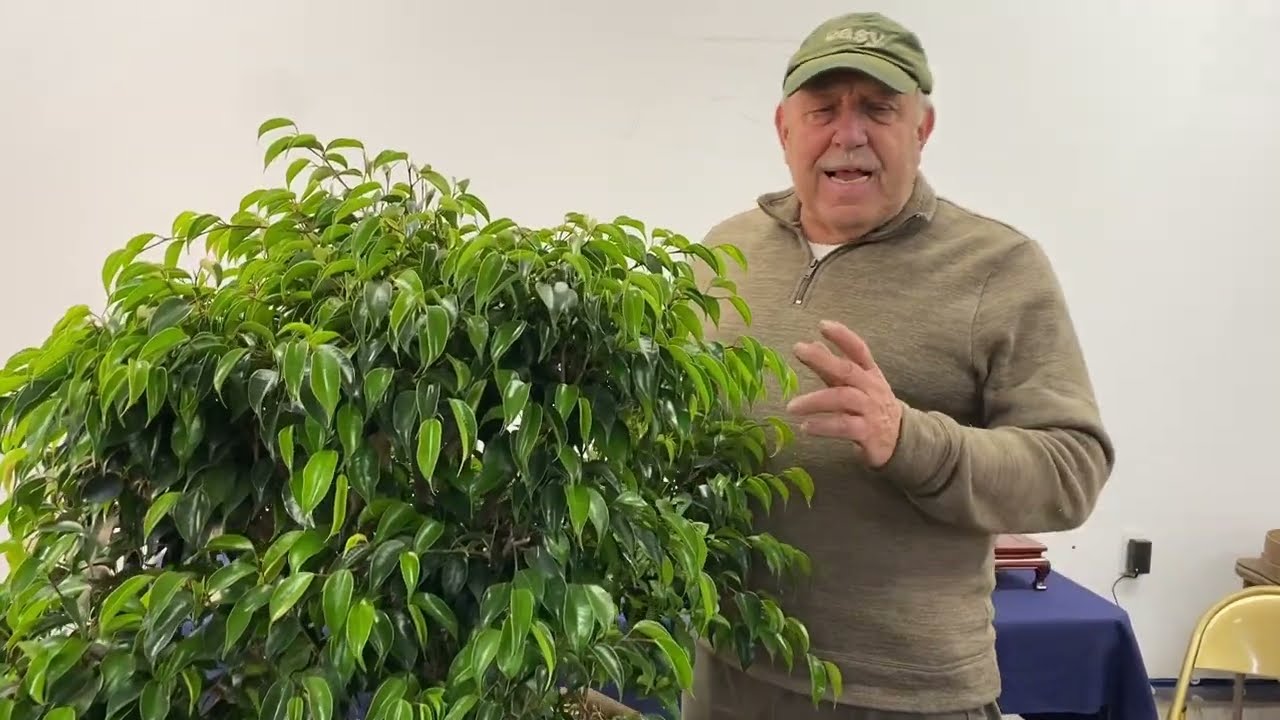 Challenging Ficus material part 1 : Creating a bonsai on a rock