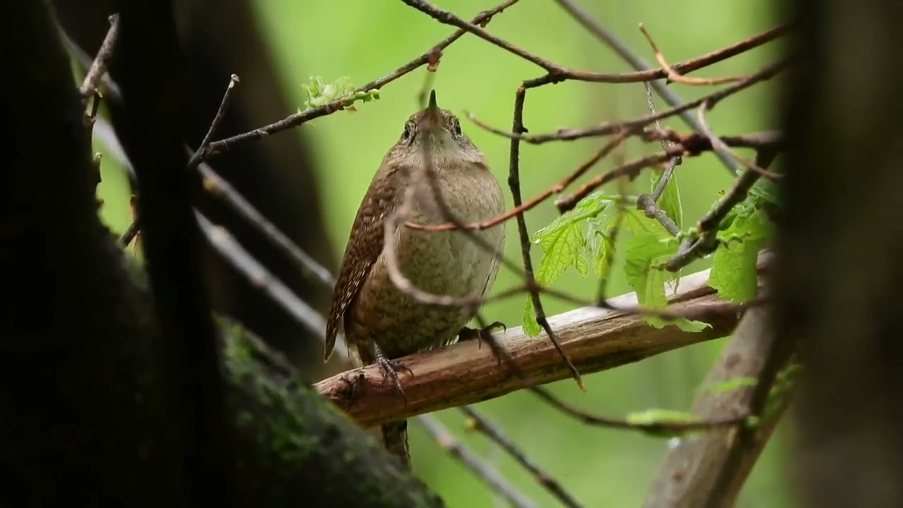A quiet Northern House Wren
