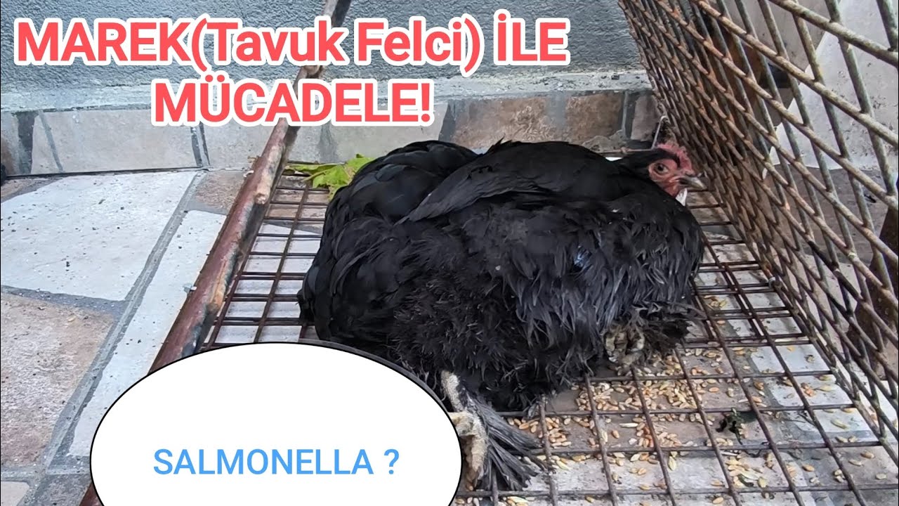 SALMONELLA | TAVUK FELÇi | MAREK HASTALIĞI MÜCADELESİ