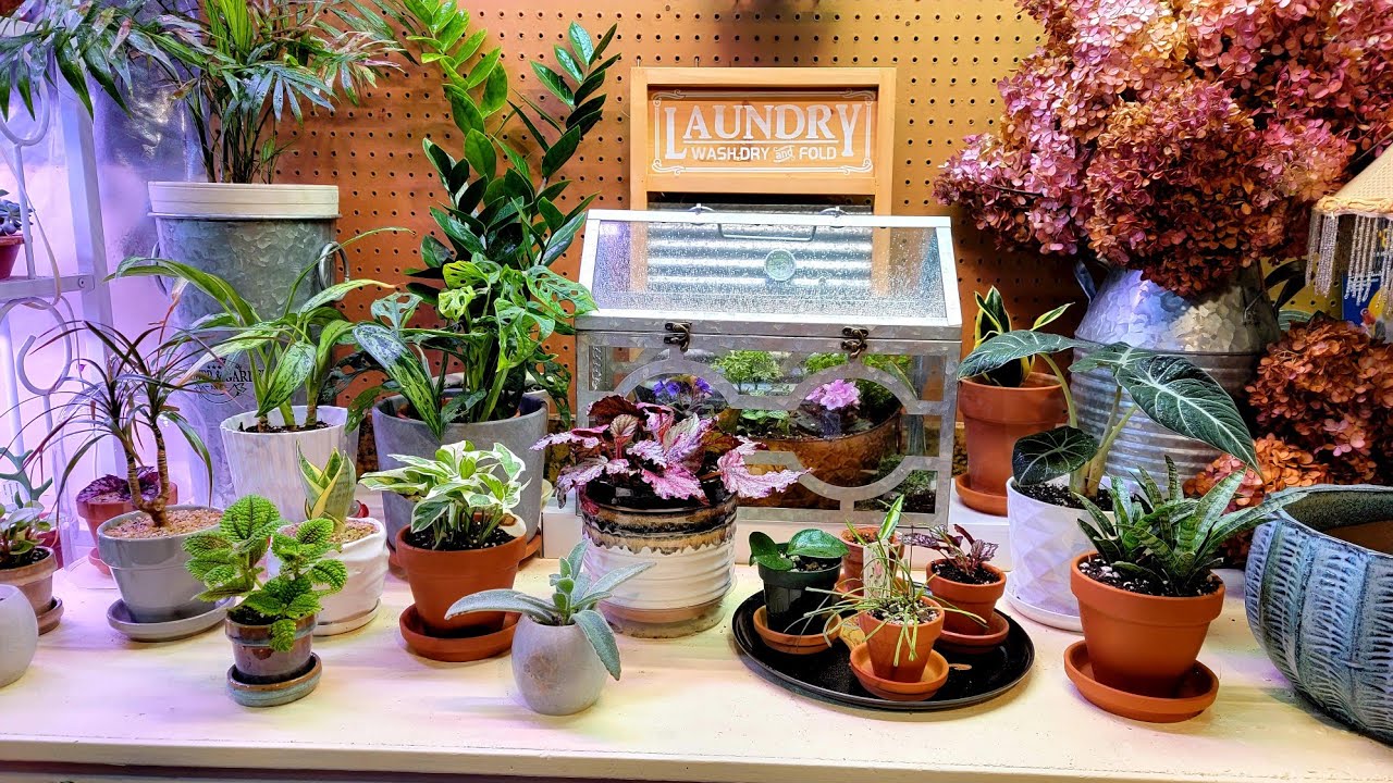 Shopping for Plants for my Terrarium 🪴💚🛍// Suburban Oasis Dec 2021