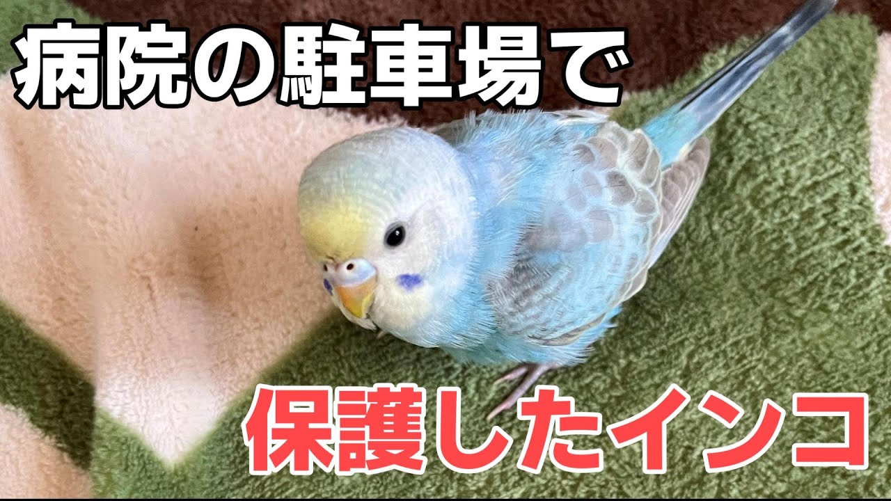 【保護インコ】そらとの出会いについてお話しします