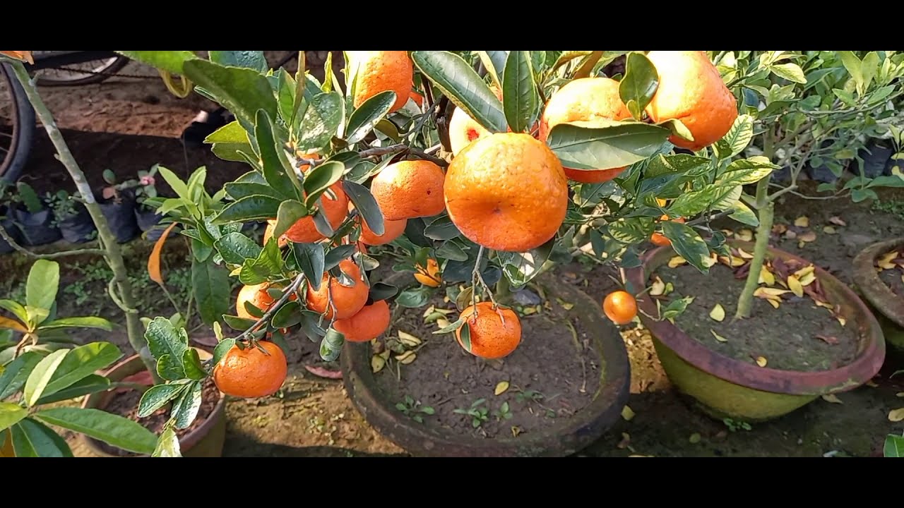 chinese sweet kamla plant all plants online delivery whatsapp📱7501412443