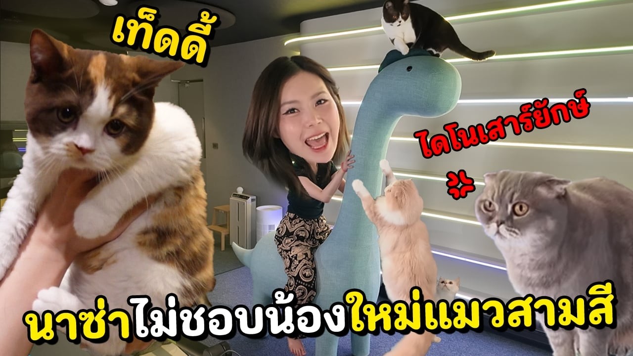 นาซ่าไม่ชอบน้องใหม่แมวสามสี เท็ดดี้ ซื้อขอเล่นใหม่ตอนรับใหญ่ 200 ซม.