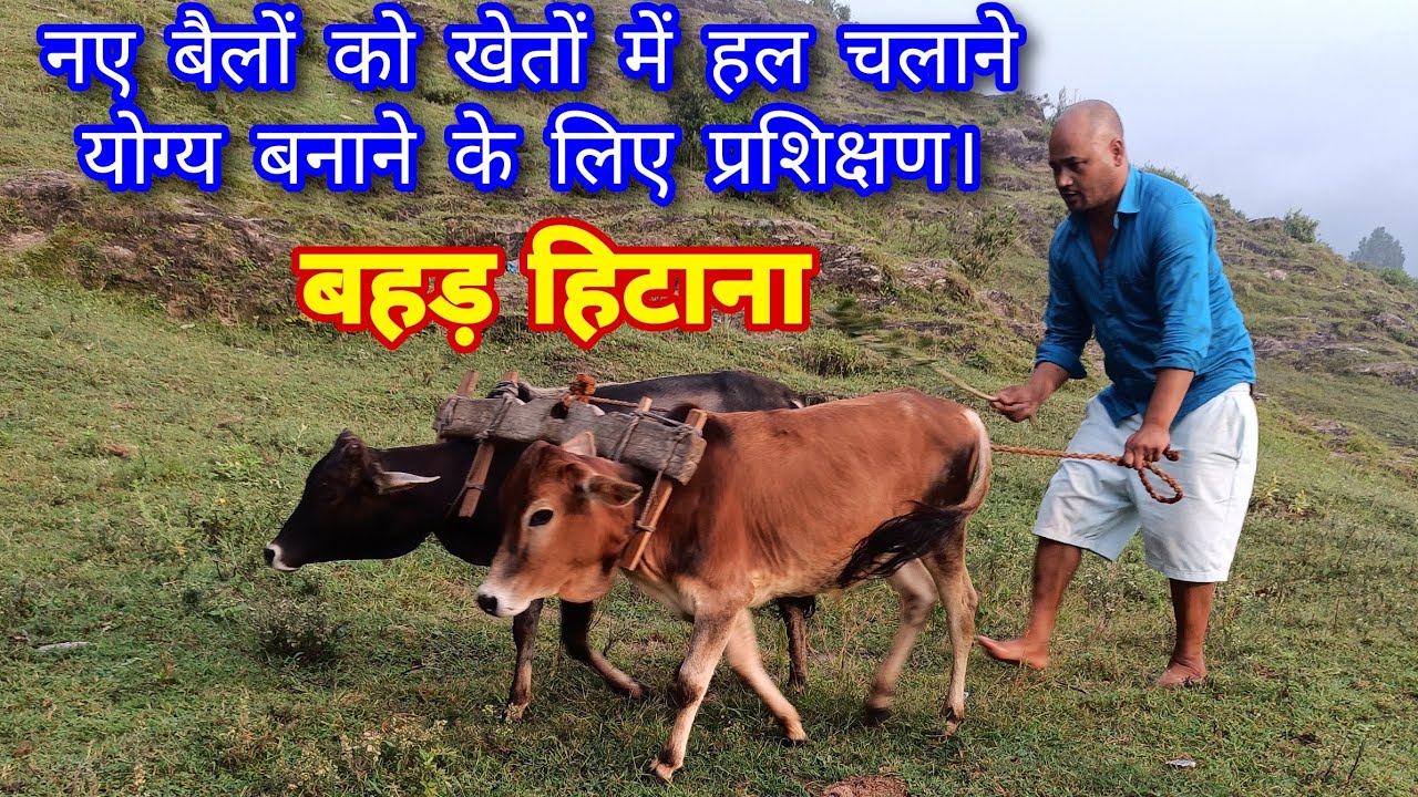 Training to Make New Bull Plow in the Fields || बहड़ हिटाना || Pahadi Agriculture life Style.
