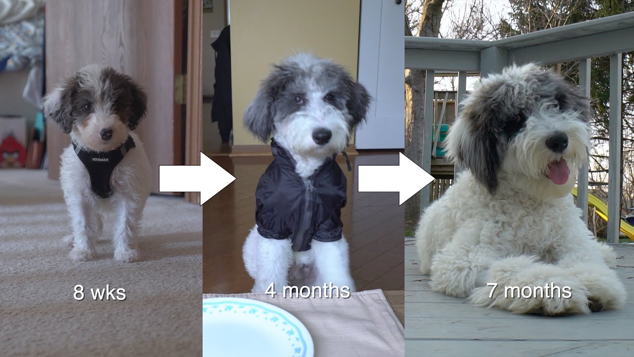 The 4 Stages of Puppy Development | Growth Timeline