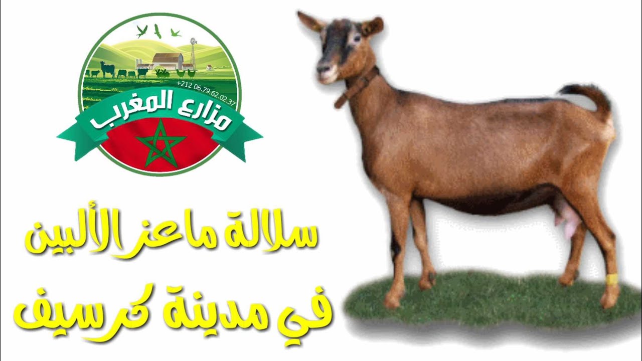 من مدينة جرسيف رقم صاحب الماعز 0626072204  (سلالة ماعز الألبين Alpine) مشاركة صديق القناة