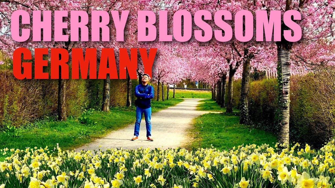 WHERE TO FIND CHERRY BLOSSOMS IN WESTERN GERMANY ? DAMMERSTOCK CHERRY BLOSSOMS