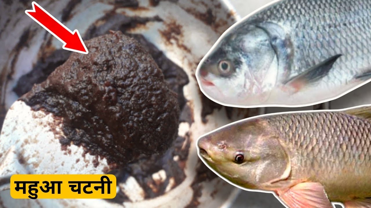 रोहू कतला की भीड़ लग जाएगी बस ये चारा बना लो | Mahuwa Masala (महुआ चटनी) for big rohu catla fishes🎣