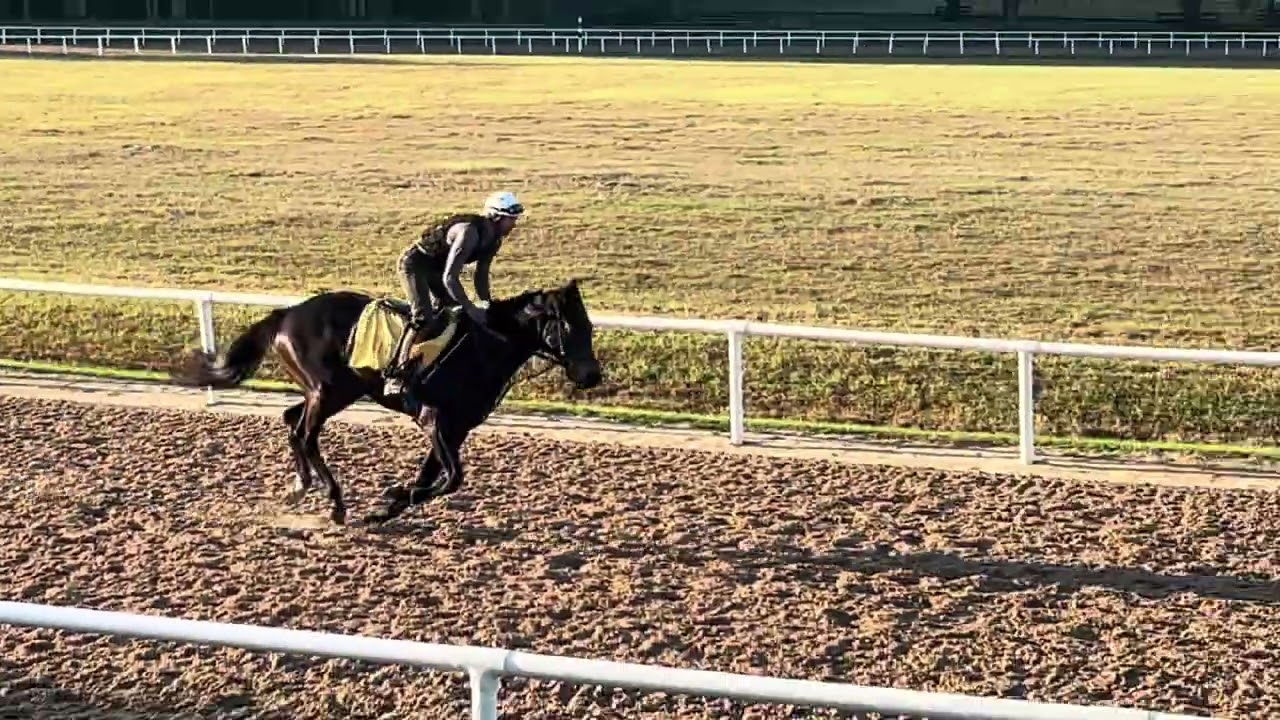 Refute (Twirling Candy) & Liam’s Map - Flying Fortress train at Eisaman Equine March 12