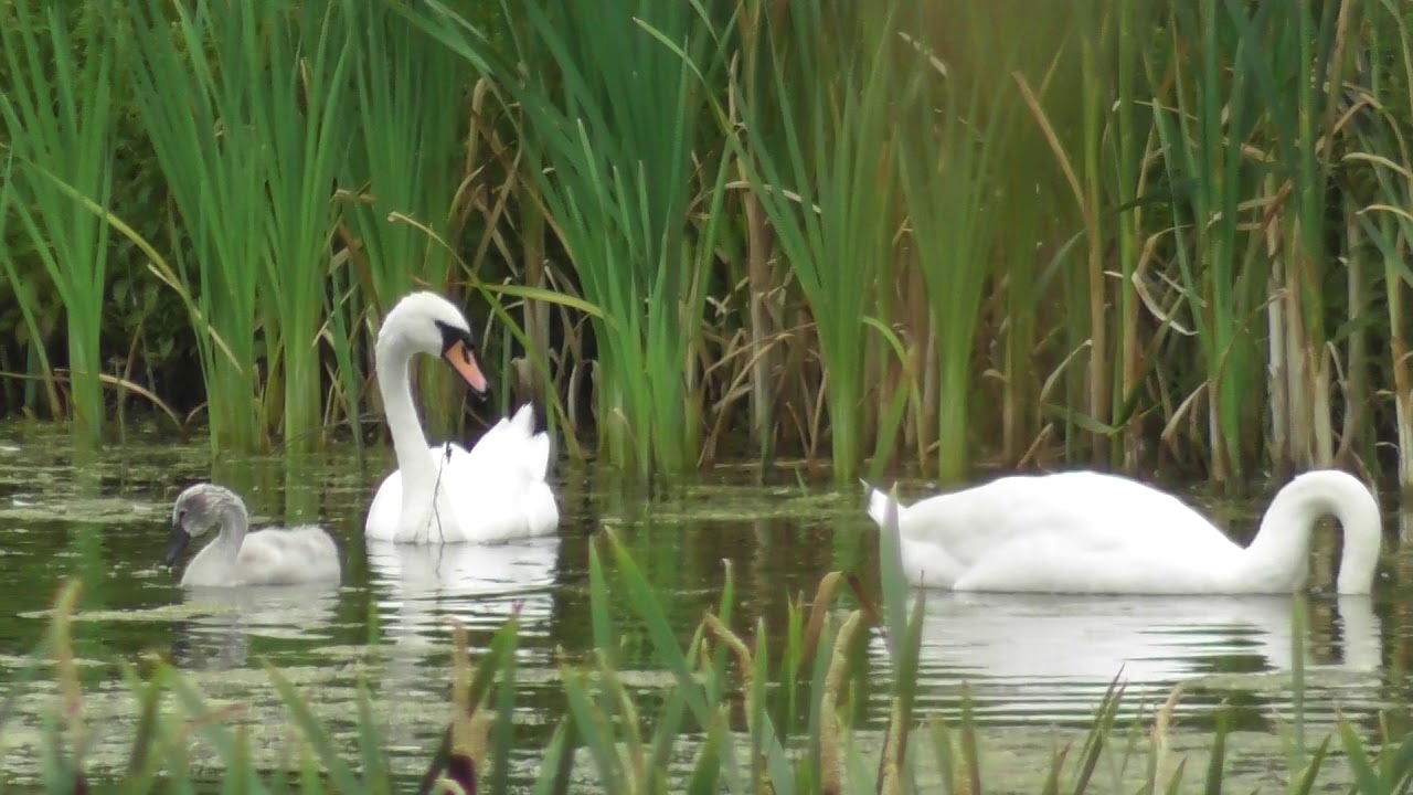 Baby Cygnet and Parent Swans Worcestershire Birds UK
