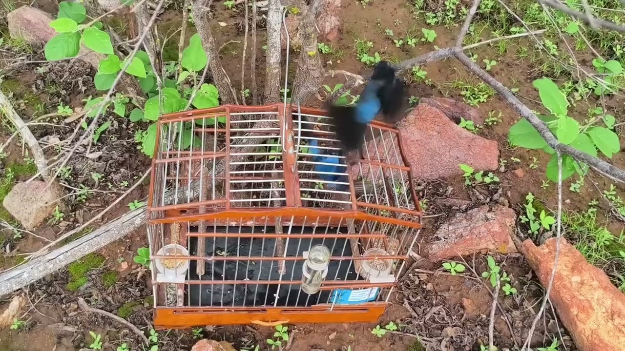 Azulão Tempestade na pegada .