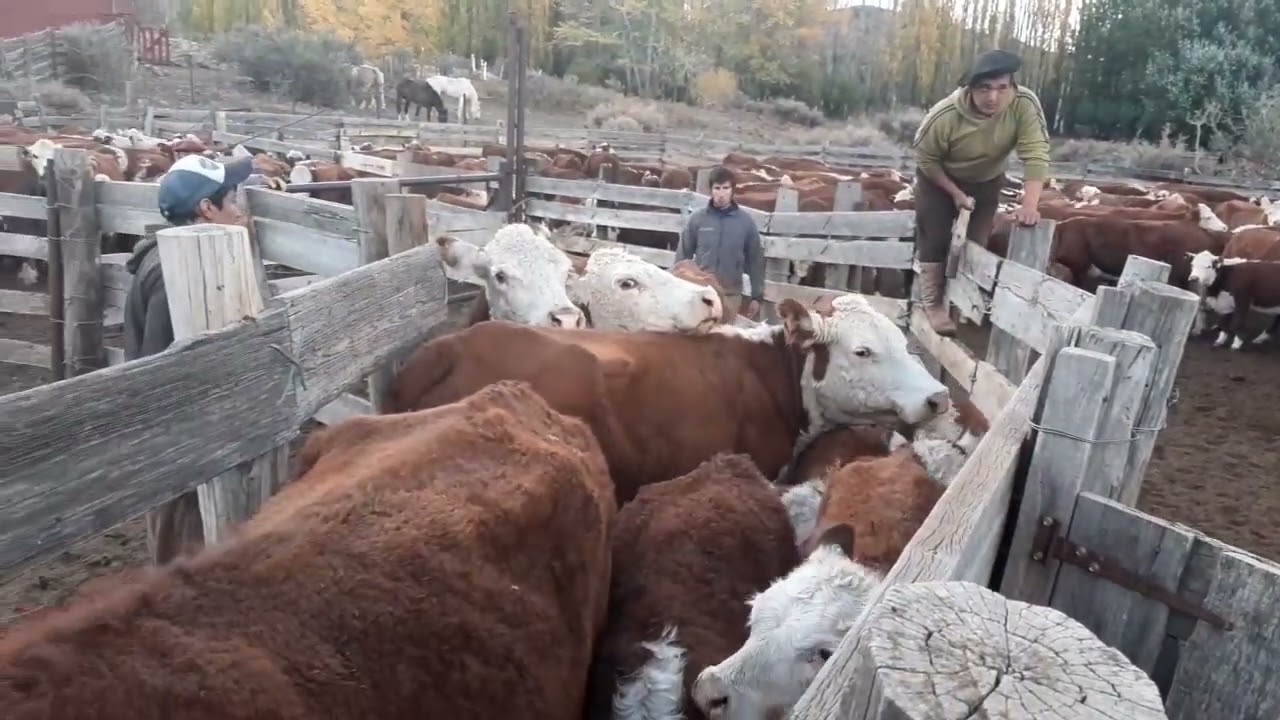 trabajos rurales por Ea. EL BUEN OJO Pcia. de Santas Cruz   HD 720p MEDIUM FR30
