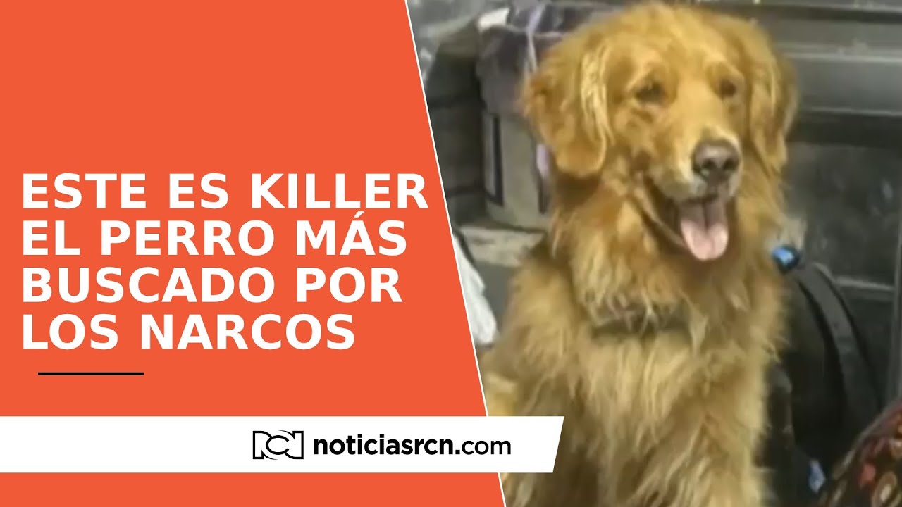 ‘Killer’ el perro antinarcótico más amenazado del país
