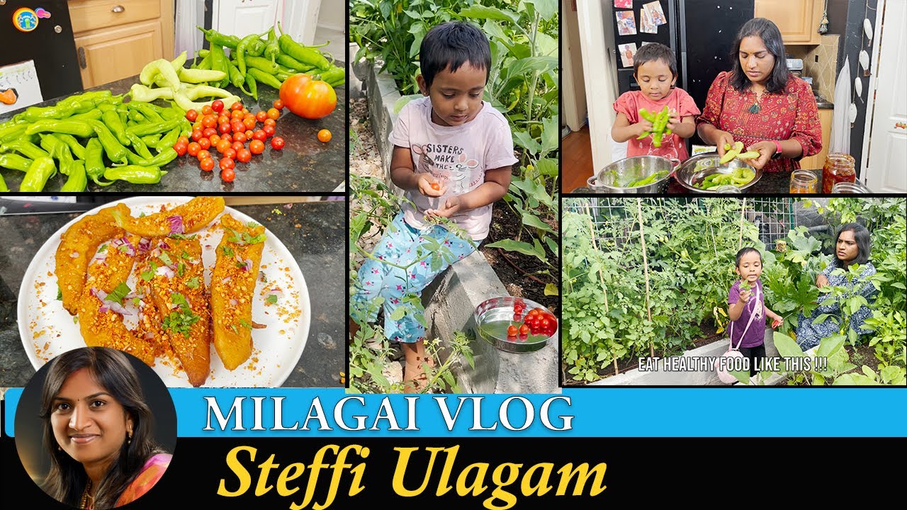 Milagai Vlog in Tamil | Harvesting Chilli from Garden | Steffi Ulagam