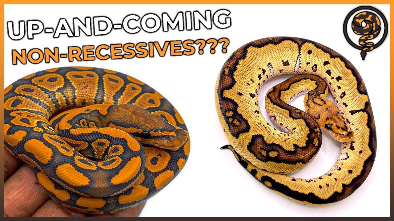 These are the BEST Up-and-Coming Non-Recessive Genes for Ball Pythons in 2023!