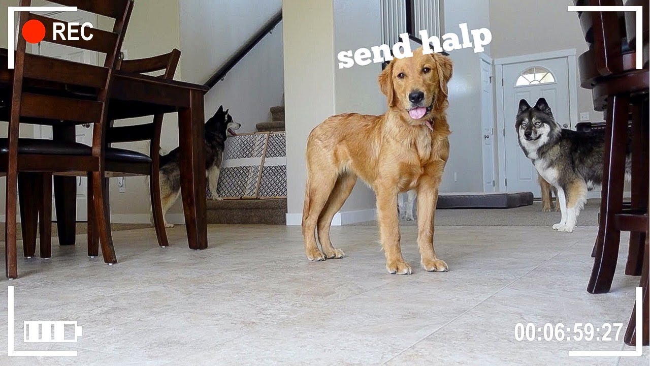 I Left My Huskies Home Alone With Two Golden Retrievers..