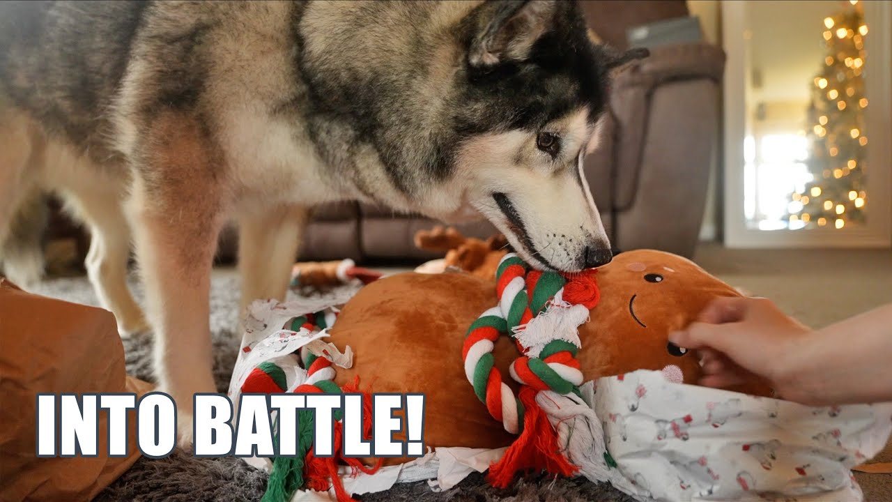 Husky Chaos Continues! Tree nearly Gets Taken Out!