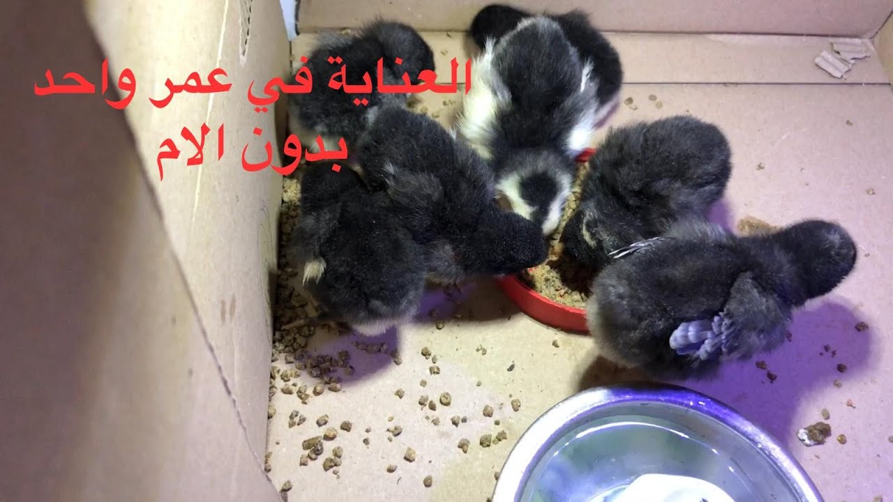 طريقة استقبال كتاكيت (صيصان) الدجاج البلدي والعناية بها من عمر يوم واحد
